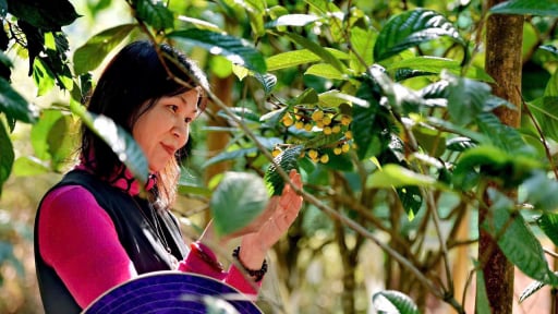 Từ thủ khoa điện ảnh đến “nhà khoa học của nhà nông” và khát vọng nâng tầm trà hoa vàng thành thương hiệu quốc gia