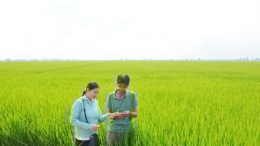 Ngay sát giờ sáp nhập với tỉnh An Giang, ngành nông nghiệp tỉnh Kiên Giang khuyến cáo người dân không nên làm việc này để tránh thiệt hại