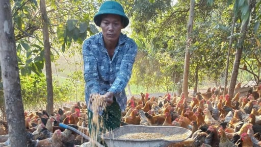 Một ông nông dân Lạng Sơn nuôi 10.000 con gà Tiên Yên, hễ bán là hết, có của ăn của để
