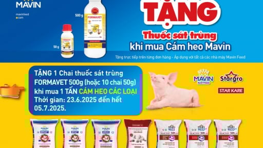 Mua cám heo Mavin được tặng thuốc sát trùng - đồng hành cùng nhà chăn nuôi phòng chống dịch tả lợn châu Phi
