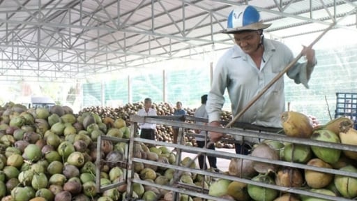 Mỗi chục dừa giá 250.000 đồng, nông dân lãi to nhưng nhiều nhà máy ở miền Tây phải đóng cửa vì thiếu hàng đạt chuẩn