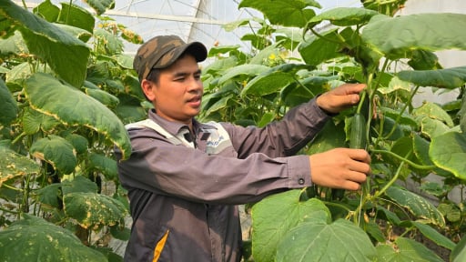 Tín dụng chính sách Ngân hàng CSXH tiếp sức nông dân Hải Dương làm giàu