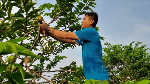 Bỏ làm công nhân mỏ than, trai Hải Phòng về quê trồng na quả ngon quá trời, cứ cắt là bán hút hàng