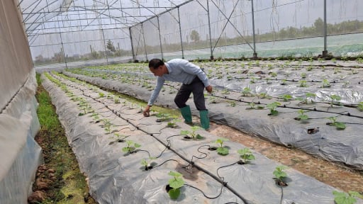 Nông dân tỉnh Hải Dương đang tích cực trồng rau màu vụ hè thu 2025