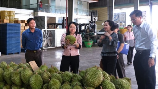 Sắp có thêm 3.290ha loại trái cây 'vua' sau sáp nhập với Tây Ninh, UBND tỉnh Long An vừa yêu cầu các đơn vị triển khai gấp một việc