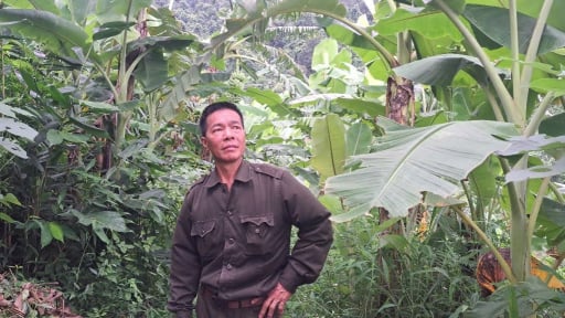 Chỉ là trồng chuối tiêu xanh, anh nông dân Hòa Bình làm kiểu gì mà bán tiện lợi, tiền thu đều tay?