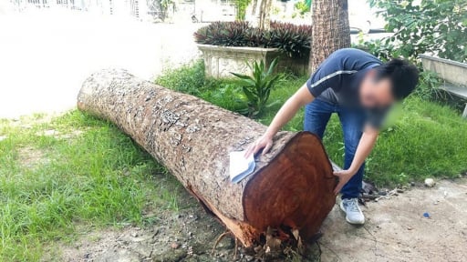 Vụ cây xanh bị chặt bán trước ngày sáp nhập ở Gia Lai: Chủ tịch phường xác nhận mua một khúc gỗ
