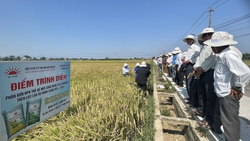 Áp dụng phân bón công nghệ mới, HTX trồng lúa ở Bình Định đạt năng suất hơn 10 tấn/ha