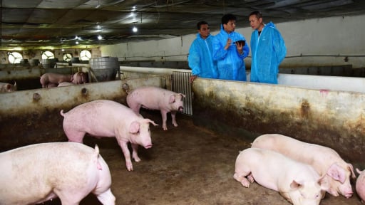 Năm lần bảy lượt bị dịch bệnh nguy hiểm 'hỏi thăm' đàn lợn, chủ trang trại ở Hà Nội làm gì để vực dậy?