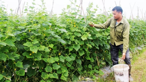 Trước giờ sáp nhập với tỉnh Bắc Ninh, bình quân mỗi xã của tỉnh Bắc Giang đang có trên 100 nông dân có thu nhập trên 1 tỷ đồng/năm