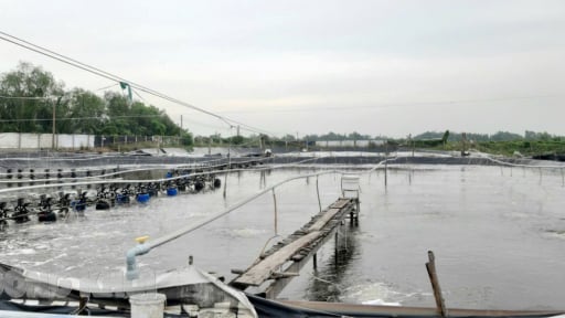 Cận ngày sáp nhập tỉnh Vĩnh Long, Trà Vinh, Bến Tre vượt mục tiêu 4.000ha nuôi tôm công nghệ cao