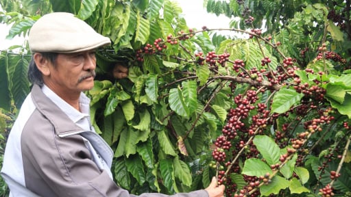 'Nông sản Việt đối diện với rủi ro tại châu Âu vì truy xuất nguồn gốc', Thủ tướng Phạm Minh Chính yêu cầu rà soát, báo cáo trước 15/7