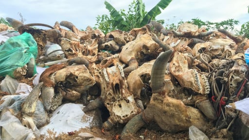 Dân 'kêu trời' bởi bãi rác hàng nghìn đầu trâu, bò bốc mùi hôi thối, ruồi nhặng bủa vây giữa thành phố Vinh