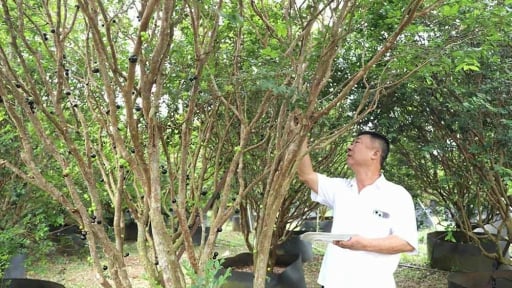 Doanh nhân Đài Loan mang giống nho 'lạ' trồng trên đất Đồng Nai, bán 250.000 đồng/kg vẫn cháy hàng 