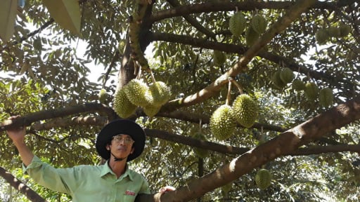 Sáp nhập tỉnh Tây Ninh, Long An, nông dân vùng Đồng Tháp Mười liệu đổi đời nhờ trồng thứ cây tỷ đô đang hot?
