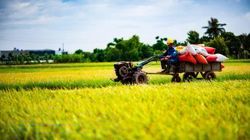 Mùa vàng Thái Bình gợi nhớ một thời đã xa