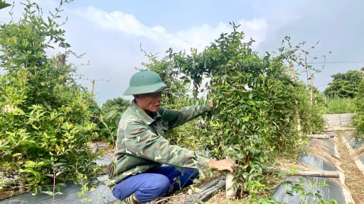 Về với TP.Hải Phòng từ 1/7, hai xã vùng xa của tỉnh Hải Dương một bước lên phường, địa giới hành chính vừa giáp Quảng Ninh, vừa giáp Bắc Ninh