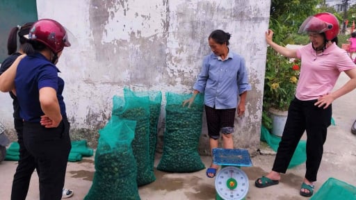 Con động vật quái ác bò chậm như sên ham nhai lúa non ở Nghệ An, dân bày đủ cách diệt trừ mà không xuể