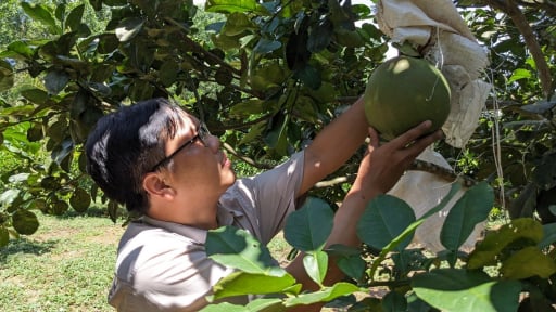 Về 'chung nhà' với Gia Lai, nông dân Bình Định mang theo những vườn rau, cây ăn trái chuẩn VietGAP, cho thu nhập đến 111,38–152,6 triệu đồng/ha