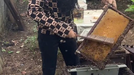 Nuôi con gì chăm chỉ cả ngày, tối nào cũng 'về nhà ngủ', nông dân một xã ở Hải Phòng kiếm tiền rủng rỉnh? 