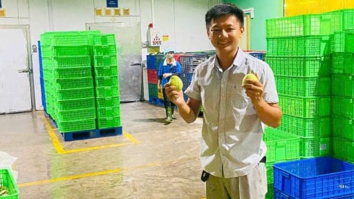Bán gần 200 tấn loại trái cây giàu vitamin gấp 4 lần cam, 10 lần chanh ra nước ngoài, một hợp tác xã ở TP.HCM thu tiền to