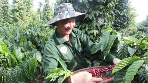 Bán đi khắp toàn cầu, một loại hạt của Việt Nam chỉ mất 6 tháng để thu được số tiền bằng cả năm 2024