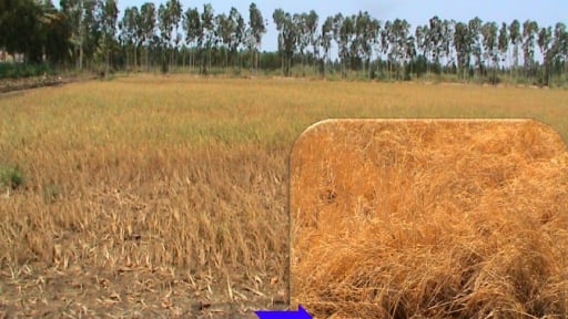 Cải thiện sức khỏe của đất trong điều kiện nắng nóng, hạn mặn và phèn đầu vụ Hè Thu