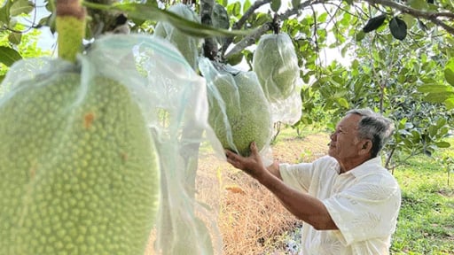 Trồng 2 loại cây đặc sản chung một vườn, ra quả ngon, trái to bự, một nông dân Cần Thơ cứ bán là hết veo