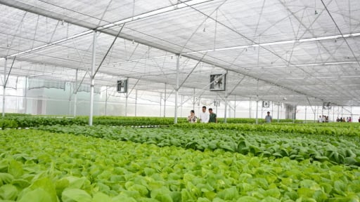 Long An đột phá ứng dụng công nghệ cao phát triển 4 cây, 2 con