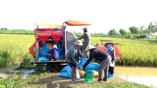 Sáp nhập 3 xã, một xã của tỉnh Hải Dương cũ trở thành xã có diện tích trồng lúa hữu cơ lớn nhất Hải Phòng 