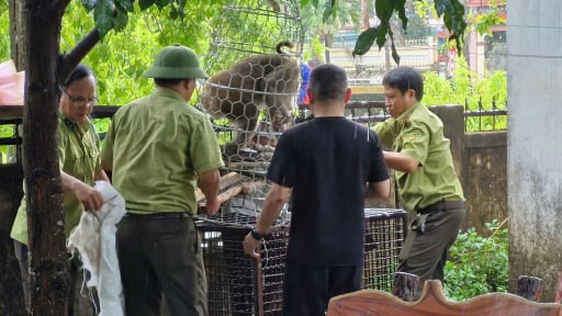 Một con khỉ hoang đã bị 'tóm' sau khi tấn công cháu bé 10 ở Quảng Trị