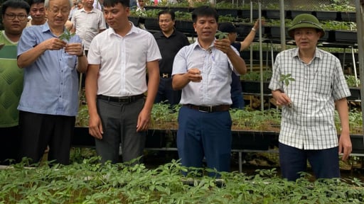 Hàng nghìn 'báu vật' đang ở dưới những tán rừng của Tây Bắc, thu về 50-200 tỷ đồng/năm, Trung Quốc, Ấn Độ mua nhiều nhất