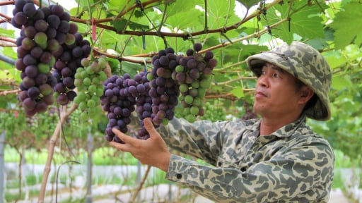 Trồng nho hạ đen, dưa lưới trái quá trời, vườn đẹp như phim, anh nông dân Nghệ An thu tiền liền tay