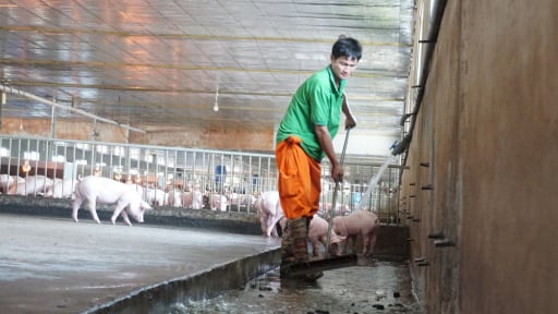 Xác gia cầm và vỏ trứng không còn là rác, chăn nuôi công nghệ cao Tây Ninh biến chất thải thành tiền 