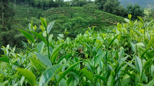 Một xã ở Lào Cai được kỳ vọng sẽ trở thành thủ phủ dứa, chè giúp bà con xoá nghèo