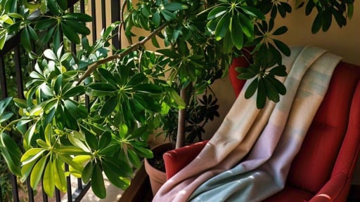Nhà giàu thích đặt 'cây cảnh tài lộc' ở 3 địa điểm này, xua đuổi vận rủi, thu hút tiền tài, may mắn