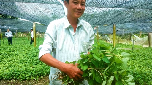 Một nơi ở tỉnh Tây Ninh mới, dân trồng rau gì mà dính tí ẩm là tốt um cản chả kịp, cứ cắt bán là hết veo