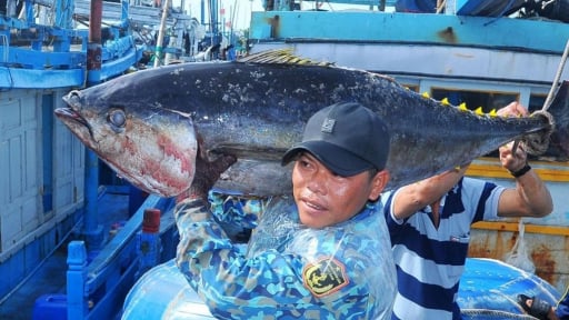 Ra khơi bắt những con cá khổng lồ, ngư dân tỉnh Đắk Lắk thu món tiền to