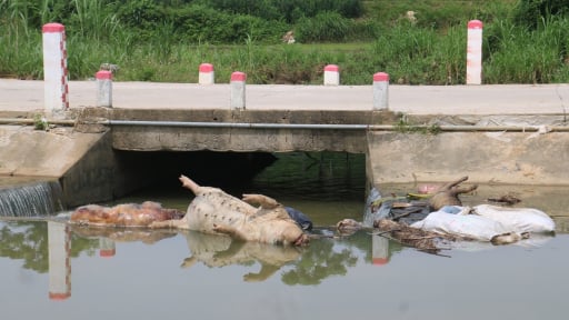 Dòng suối ở Tuyên Quang oằn mình cõng xác lợn chết, người dân bất lực vì mùi hôi thối