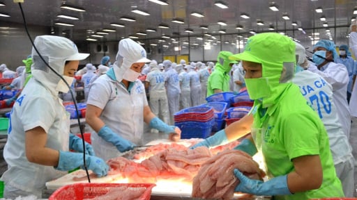 Cá tra, rô phi 'bơi' nửa bán cầu chinh phục thị trường Brazil, chuyên gia lý giải thủy sản Việt Nam có nhiều lợi thế
