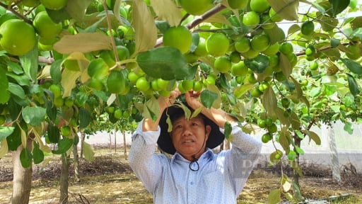 Một hợp tác xã trồng táo của tỉnh Khánh Hòa được hỗ trợ vốn để sản xuất theo chuỗi giá trị