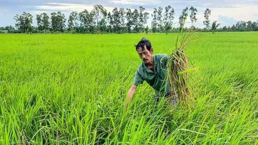 Con vật quái ác hoành hành khắp đồng lúa ở Cà Mau, nông dân đau đầu tìm cách triệt phá mà không ăn thua