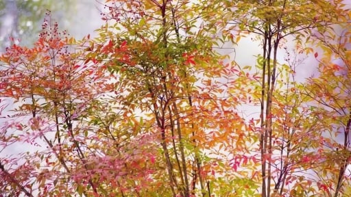 Cây cảnh đến từ thiên đường, bảo vệ ngôi nhà, thanh lịch, xua đuổi tà ma, mang lại may mắn, hạnh phúc cho gia đình