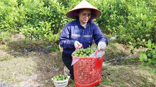 Biến ruộng lúa 'khát nước' thành vườn quất hữu cơ, chị nông dân Lào Cai làm ra sản phẩm OCOP, tạo việc làm cho nhiều lao động 