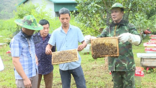 5 năm trước, anh trai Thái Nguyên lên Lạng Sơn gây đàn ong, giờ đội quân khổng lồ cho 3.000 lít mật/năm, thu 500 triệu 