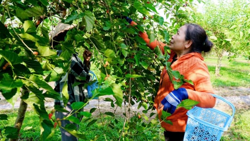 Chủ vườn dâu tằm hữu cơ ở Tây Ninh hái cả tạ trái, bán chưa hết, khách đã tới xin trải nghiệm tận tay