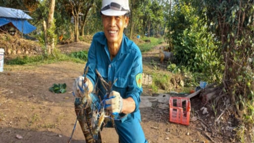 Trên trồng hoa thơm quả ngọt, dưới nuôi tôm sông 'khổng lồ', ông nông dân Hải Phòng bỏ túi hàng trăm triệu đồng mỗi năm