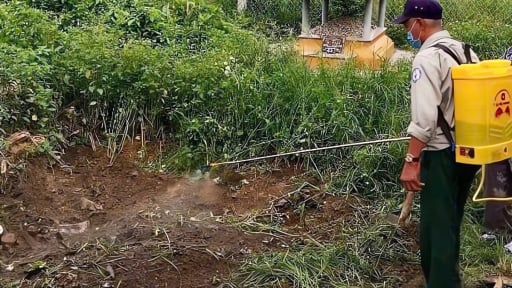 Số ca mắc liên cầu lợn tăng đột biến, TP.Huế yêu cầu xử lý nghiêm việc giết mổ lợn bệnh, lợn chết 