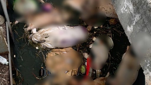 Dân 'ngộp thở' vì xác heo phân hủy trên kênh tưới Văn Phong, Sở Nông nghiệp và Môi trường Gia Lai lập đoàn kiểm tra
