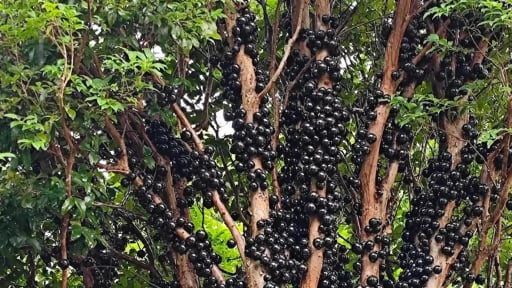 Cây cảnh ra quả như 'trứng cá đen', lá hoa đều đẹp, độc lạ, ngon ngọt, biểu tượng của hạnh phúc viên mãn
